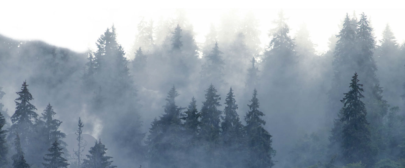 Bosque de niebla